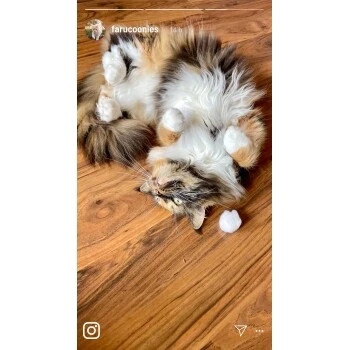 Kater Kasimir Premium Katzenminze, 60g Vorratspack (getrocknet, Geschnitten Und Gesiebt) 7 Kater Kasimir Premium Katzenminze, 60g Vorratspack (getrocknet, Geschnitten Und Gesiebt) – Bild 5