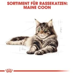 ROYAL CANIN Maine Coon Adult 10 Kg -Katzenartikel 0dcdda8125bffac6c60d8bc613414dd3e537f3f9 4a409b86bb290f85c8a45c0d5080bc56aabf2ae3