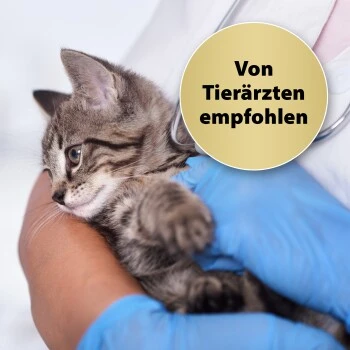 Felisept Home Comfort Beruhigungshalsband Für Katzen 6 Felisept Home Comfort Beruhigungshalsband Für Katzen – Bild 4