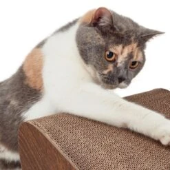 Canadian Cat Company Kratzbrett Satellite 2.0 Braun -Katzenartikel 51d726ab18583b5b75703fa2588fac66b1e75dc3 1310301 de DE 26e3a5a4fc0c6541cbfd55bcdee423c53adff143SYgLld