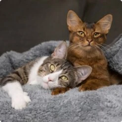 SELECT GOLD Babycat & Mother Pastete Huhn 12x85 G 8 SELECT GOLD Babycat & Mother Pastete Huhn 12x85 G -Katzenartikel 536de371626fbac7381fe51ce63607aedfae0cd8 1099803 de DE 4 Select Gold Cat 16