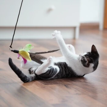 Schlitzohr Stabile Katzenangel Arnold 4 Schlitzohr Stabile Katzenangel Arnold – Bild 2