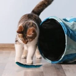 Kater Kasimir 3 Handgerollte Filzwürmchen Aus Schurwolle + 1 Mini-Flasche Katzenminze-Spray -Katzenartikel 628f7d1d4ec1f70990cd24d861db16d7b447278c 1409266 de DE e1034005335ef5de37662c8ab367f77b33e0f5830ItxtL