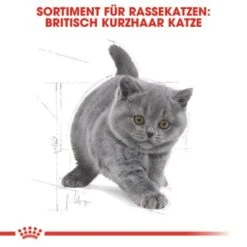 ROYAL CANIN British Shorthair Kitten 2 Kg -Katzenartikel 64125f190883e96661f93d5b5db0d481b8b12589 263c8c6b1a98e1881835868f52cc2ea3e9412ec3