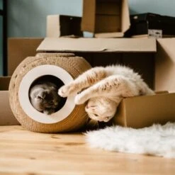 District 70 Kratzmöbel ORB -Katzenartikel 6560d6445e5f805cae3a1d1e8107ae0366b9b4a6 81457cdf11eed55f55edd03c92dee35d68931e4f