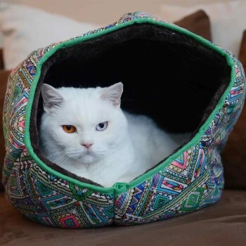 Canadian Cat Company Katzentunnel COSMO M 7 Canadian Cat Company Katzentunnel COSMO M – Bild 5