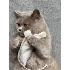 Kater Kasimir Premium Paket Mit 7 Beliebten Katzenspielzeugen Aus Naturmaterial -Katzenartikel 69d850d83d44dd51ee163b4ce9871d685e5144a3 1408152 de DE 5e0e2fa341f3b7f13618444c260f3bc5df86140eIfTKHQ