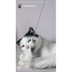 Kater Kasimir Premium Katzenangel Mit 4 Handgemachten Anhängern Aus Naturmaterial -Katzenartikel 770b4a4773ed49d435287f5ac0f03f94a117604e 1408150 de DE d77919138410a09ab67416f25ec15e6664e9d2ac4JZFQJ