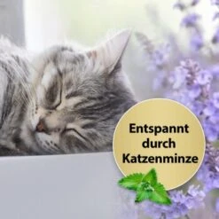 Felisept Home Comfort Beruhigungshalsband Für Katzen 8 Felisept Home Comfort Beruhigungshalsband Für Katzen -Katzenartikel 7bbf26680b18bd9ac6a2a5db178d3c6707c14d47 1238279 de DE Felisept 1