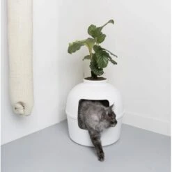 RHR Quality Katzentoilette Flower XXL -Katzenartikel 93f503e3b5e2d21cc0461e97d9127562df0337e6 1641853 de DE 1e822790dd4545375dbf65f839e659bd6b299a76bokJue