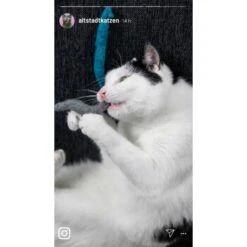 Kater Kasimir 10 Handgerollte Filzwürmer Aus Echtem Wollfilz (Sparpack) -Katzenartikel a1d9ec9b5677837ff914c946fc56ce6df3fdd0c8 1408147 de DE 1fc0cc3c919dcaaf28a0e442859a52c0a2aaef43ohv9aP