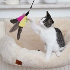 Schlitzohr Katzenangel Federanhänger 5x -Katzenartikel ac968f3e92fea38def92e5a7524fa7085dc78563 1484675 de DE ddb20d567bfb55f49958028f07ad50186cd87523xUAnfc