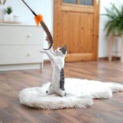 Schlitzohr Federwedel Birdy 3er Pack -Katzenartikel ad71433917b4c75207a76b8cde2a63e28ac6a3f4 1659562 de DE 3439e97a8a6ef7574f0506829a0694961b8792bfHS2VqL