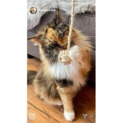 Kater Kasimir Deluxe Set Mit 9 Beliebten Katzenspielzeugen Aus Naturmaterial Und Handgemachtem CATMOM Armband -Katzenartikel b933584b7dcd56603dddd340f05442bfffc43e18 1408141 de DE 8e1afbeea10c4c53b2e3c89a347993a00031803ayqowzr