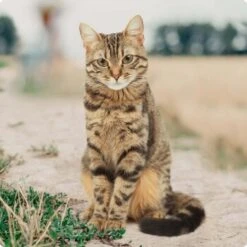 REAL NATURE Kitten Huhn Mit Pute Und Lachsöl 16x100g -Katzenartikel bc56b458619aa86240780c2f64ff928db9b8da6b 1246887 de DE Real Nature Original Cat Bild 1