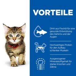 Hill's Science Plan Kitten Thunfisch 7 Kg 12 Hill's Science Plan Kitten Thunfisch 7 Kg -Katzenartikel c6fb28c1a799efc2b3725ee5b7be61613fad29ae 52742024431 4