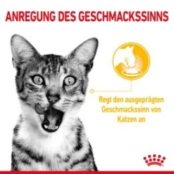 ROYAL CANIN SENSORY Taste In Soße Für Wählerische Katzen 12x85g -Katzenartikel c751e3e6549d8121352adbb96ff4d6211cb9969c 5358985e70471d76b714fd086a825163a25b9201