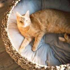 District 70 COCOON Natural M -Katzenartikel d1bca9000c27271741682ed9d9947040fa216679 010fccd4edaf289528235b12a94f95e756b71b5e