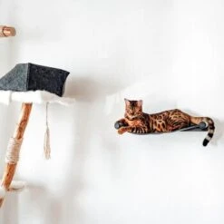 Canadian Cat Company Filz-Hängematte Für Die Wand 17 Canadian Cat Company Filz-Hängematte Für Die Wand -Katzenartikel d6982ed9d12e9d0cbfd4107464642cbf75290f16 1360996 de DE d8ac4e7927d3348063cd4288852ccba5cd28bc01nV0N95