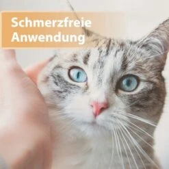 Felisept Wundgel 20ml -Katzenartikel e40e3e95a03fb00c1318f0e5b318422377d5a3ac 1396291 de DE e6f6116196c434f816ff510902765d32eaff788cDpbYBX