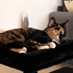 Lionto Kratzbaum 50 Cm Schwarz -Katzenartikel e9872d8547e85fe692ccdee5ea4beb732e777364 1657017 de DE 8ef3326604869cb0804739e4332ea41f26ecfce95dcRNr