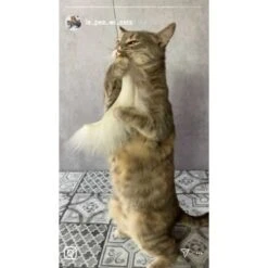 Kater Kasimir Premium Katzenangel Mit 4 Handgemachten Anhängern Aus Naturmaterial -Katzenartikel f5a0947d639de966c4125c979f26b15c23b5fa95 1408150 de DE aa9d1c169f7ec9191367c416c4b64e9770f966aeO7Adip