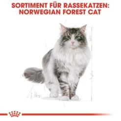 ROYAL CANIN Norwegian Forest Adult 10 Kg -Katzenartikel fbb7469796543bd639ecf9b5bdacfec6845c76e4 cac6e10546e06170d84336bb88e578437b718711