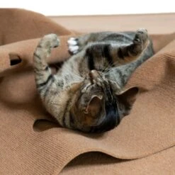 Canadian Cat Company Spielteppich Für Katzen Braun -Katzenartikel feeb1471a0788eb13995861dfe89bb445b21d4b8 1394213 de DE 4a32360e22e339a18cf0f9a52c488f1077251d777uzNQw