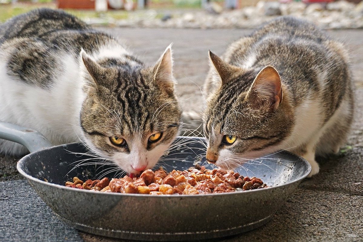 Titelseite -Katzenartikel katzen fressen katzenfutter